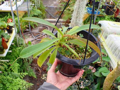 P410 1-4 N. Souma (glablata x minima) 一正園