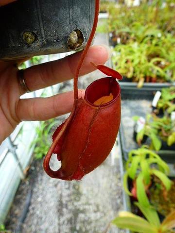 Nepenthes（ネペンテス/ウツボカズラ）の商品一覧 | Y's Exotics （山田食虫植物農園）