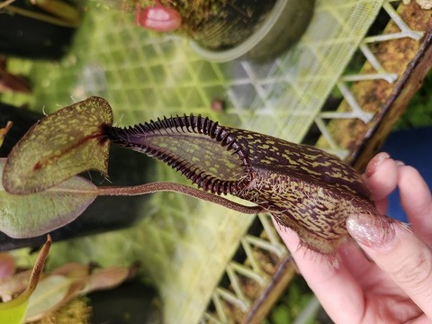 teatネペン Nepenthes（ネペンテス/ウツボカズラ）の商品一覧 | Y's Exotics