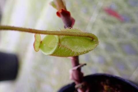 あびんこ　食虫植物　2点　送料無料　メルカリ便 あびんこ様専用 食虫植物 2点 送料無料 メルカリ便 - メルカリ