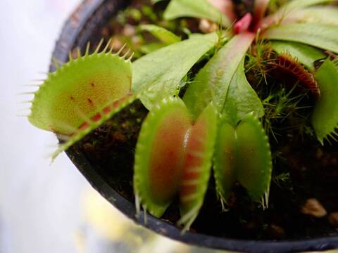 G963 5-1 Dionaea muscipula 鈴木系 実生