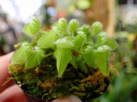 Phallolopus様購入用商品 Polacanthus – Franklin's Toys