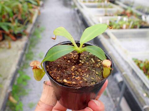 ビカクシダ Ys 商品一覧 - Y's Exotics （山田食虫植物農園）