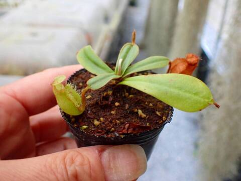 商品一覧 - Y's Exotics （山田食虫植物農園）