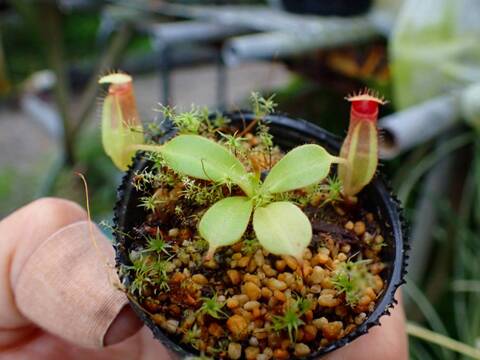 P255 1-2 N. (truncata x ephippiata) x macrophylla #NNN