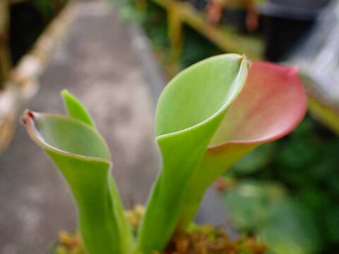 商品一覧 - Y's Exotics （山田食虫植物農園）