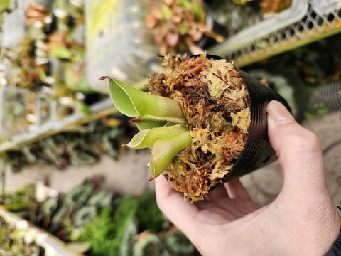 Y's Exotics （山田食虫植物農園）