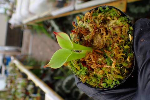 商品一覧 - Y's Exotics （山田食虫植物農園）