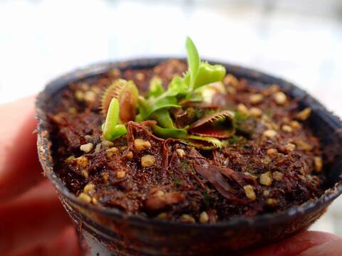 E193 4-1 Dionaea muscipula 鈴木系 実生
