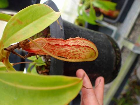 商品一覧 - Y's Exotics （山田食虫植物農園）