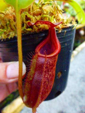 Nepenthes（ネペンテス/ウツボカズラ）の商品一覧 | Y's Exotics （山田食虫植物農園）