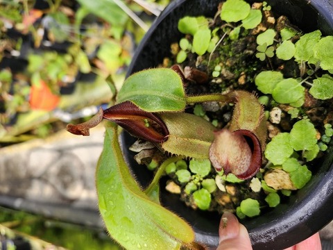 Nepenthes Species（ネペンテス原種）の商品一覧 | Y's Exotics （山田