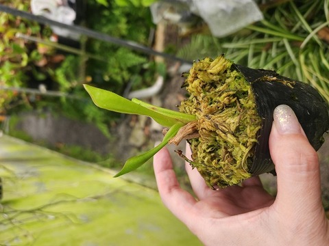 商品一覧 - Y's Exotics （山田食虫植物農園）