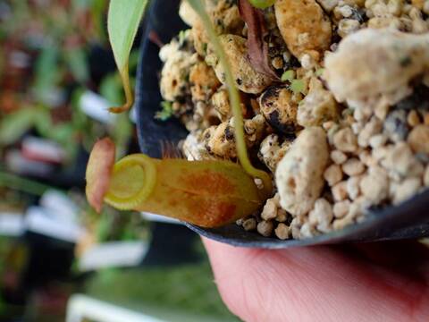 商品一覧 - Y's Exotics （山田食虫植物農園）