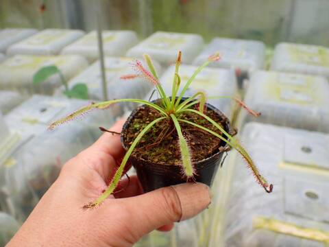 P162 1-3 D. capensis