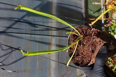 食虫植物　お知らせ用 商品一覧 - Y's Exotics （山田食虫植物農園）