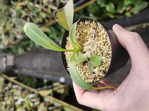 Nepenthes（ネペンテス/ウツボカズラ）の商品一覧 | Y's Exotics （山田食虫植物農園）