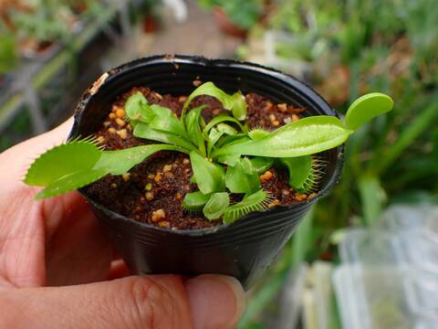 E158 3-2 Dionaea muscipula B52 Y's Lab