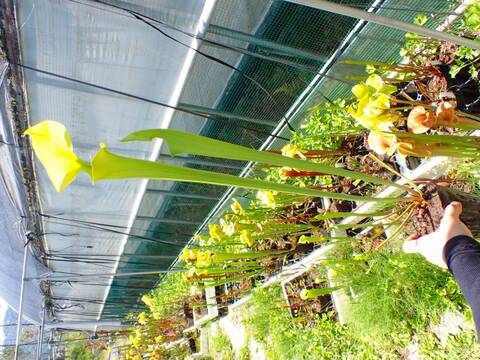 E227 S. flava var. maxima (all green)