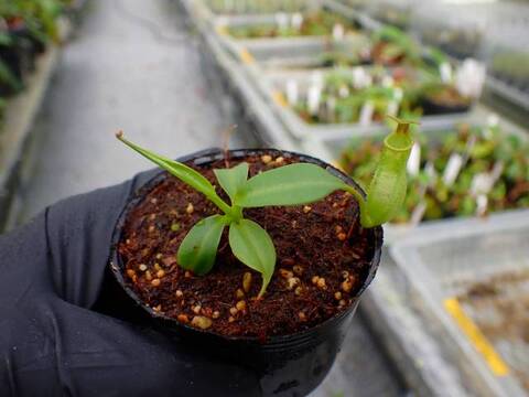 Y's Lab – Deflasked Plants（培養瓶出し苗）の商品一覧 | Y's Exotics
