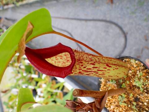 商品一覧 - Y's Exotics （山田食虫植物農園）