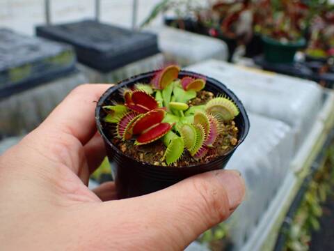 商品一覧 - Y's Exotics （山田食虫植物農園）