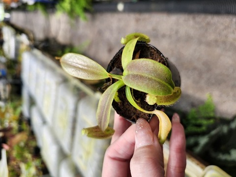 Nepenthes（ネペンテス/ウツボカズラ）の商品一覧 | Y's Exotics