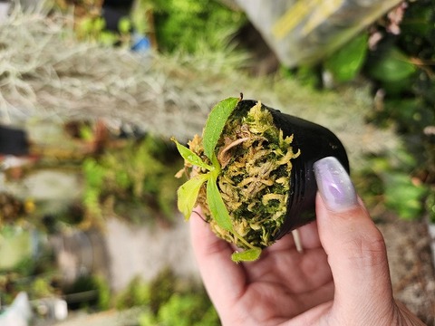 商品一覧 - Y's Exotics （山田食虫植物農園）