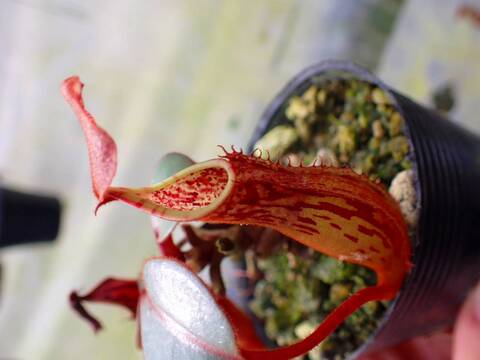 商品一覧 - Y's Exotics （山田食虫植物農園）