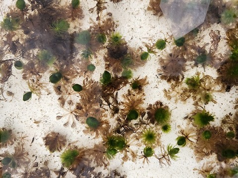 Y370 1H Aldrovanda vesiculosa：京都巨椋池系統