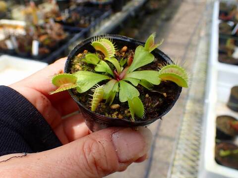 E576 4-1 Dionaea muscipula 鈴木系 実生