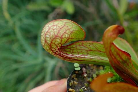 Sarracenia（サラセニア）の商品一覧 | Y's Exotics （山田食虫