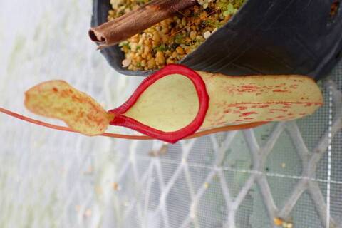 Nepenthes（ネペンテス/ウツボカズラ）の商品一覧 | Y's Exotics