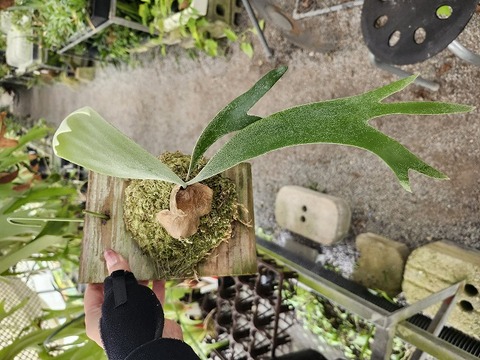 Platycerium (ビカクシダ)の商品一覧 | Y's Exotics （山田食虫植物農園）