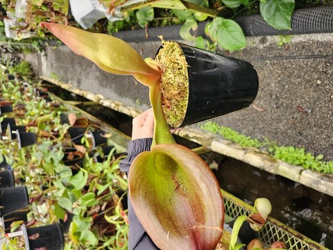 ヘリアンフォラ3点セット みょん ヘリアンフォラ3点セット みょん ヘリアンフォラ3点セット みょん様専用