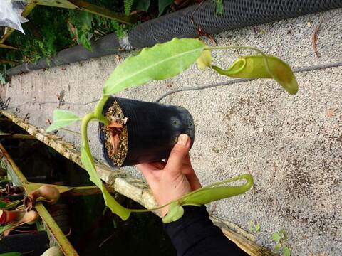 E162 1-2 N. maxima wavy stem x maxima (d) Sulawesi green Y's