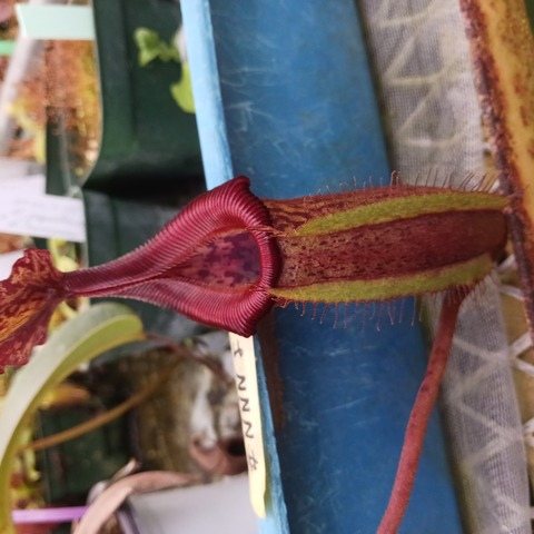 Nepenthes（ネペンテス/ウツボカズラ）の商品一覧 | Y's Exotics