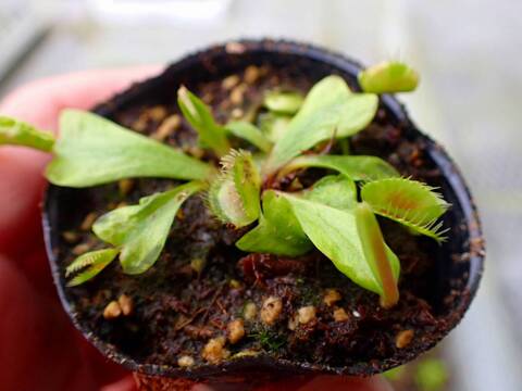 E613 4-1 Dionaea muscipula 鈴木系 実生