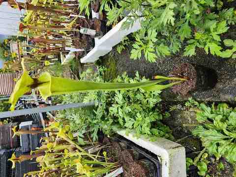 Sarracenia（サラセニア）の商品一覧 | Y's Exotics （山田食虫植物農園）