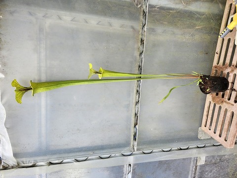花房芯 商品一覧 - Y's Exotics （山田食虫植物農園）