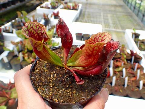 商品一覧 - Y's Exotics （山田食虫植物農園）