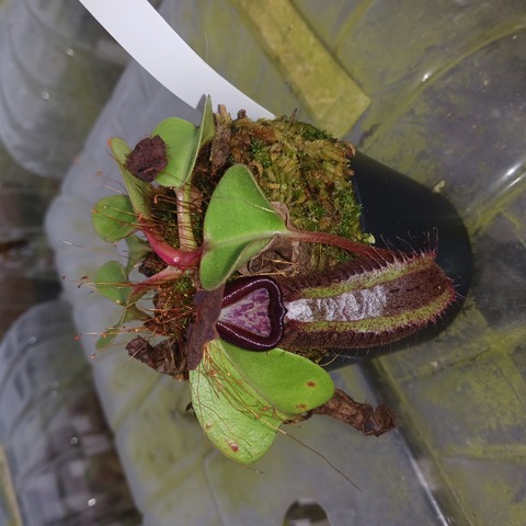 Nepenthes（ネペンテス/ウツボカズラ）の商品一覧 | Y's Exotics