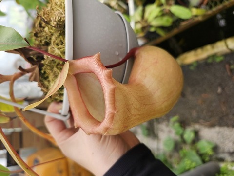 商品一覧 - Y's Exotics （山田食虫植物農園）