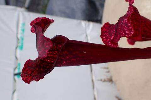 Sarracenia（サラセニア）の商品一覧 | Y's Exotics （山田食虫