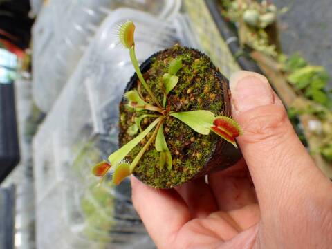 J633 5-1 Dionaea muscipula Towering Giant CK