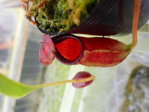 商品一覧 - Y's Exotics （山田食虫植物農園）