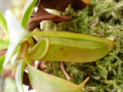 商品一覧 - Y's Exotics （山田食虫植物農園）