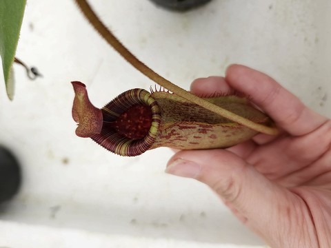 Nepenthes（ネペンテス/ウツボカズラ）の商品一覧 | Y's Exotics （山田食虫植物農園）