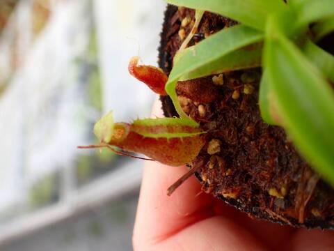 Y190 5-1 [YA-14] N. sp. aff bongso (from G. Gadut, seed-grown) Y's Lab