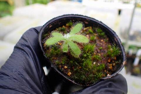 J168 1-4 D. hilaris-type Y's Lab